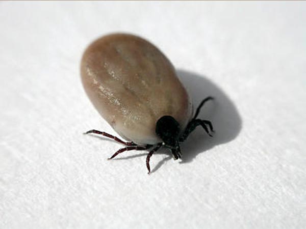 Soft tick transmits which disease?